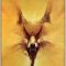 BlackFox